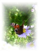 Herbstbild Schmetterling